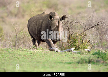 Weiss Nashorn, Hluhluwe Umfolozi Nationalpark, Hluhluwe iMfolozi Nationalpark, KwaZulu Natal, Südafrika, Afrika, Rhinocerotidae) Stockfoto