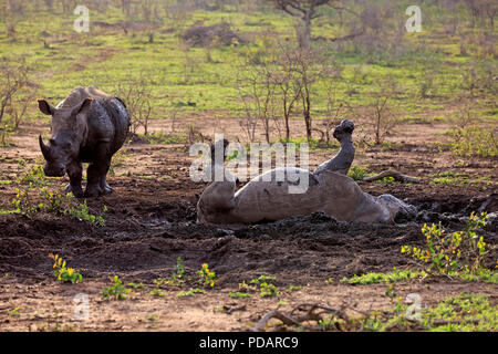 Weißes Nashorn, Erwachsene im Schlammbad, Hluhluwe Umfolozi Nationalpark, KwaZulu Natal, Südafrika, Afrika, Rhinocerotidae) Stockfoto