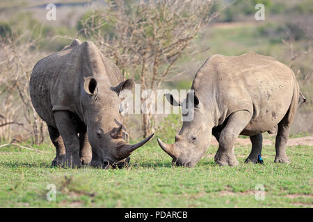 Weiss Nashorn, Weibchen mit Jungen Fütterung, Hluhluwe Umfolozi Nationalpark, KwaZulu Natal, Südafrika, Afrika, Rhinocerotidae) Stockfoto