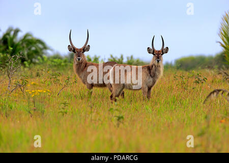 Gemeinsame Wasserbock, erwachsenen Männchen, Isimangaliso Wetland Park, Kwazulu Natal, Südafrika, Afrika, Kobus ellipsiprymnus Stockfoto