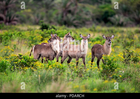 Gemeinsame Wasserbock, Gruppe von erwachsenen Frauen, Isimangaliso Wetland Park, Kwazulu Natal, Südafrika, Afrika, Kobus ellipsiprymnus Stockfoto