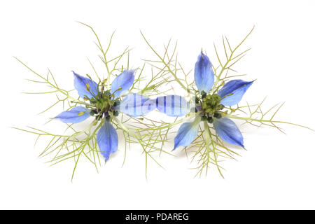 Arzneipflanze Nigella sativa, schwarz Kümmel, auch als Schwarzer Kreuzkümmel bekannt, nigella Stockfoto