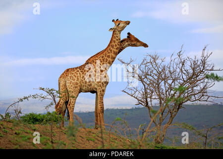 Kap Giraffe, Erwachsene Männer kämpften, Hluhluwe Umfolozi Nationalpark, KwaZulu Natal, Südafrika, Afrika, Giraffa Camelopardalis giraffa Stockfoto