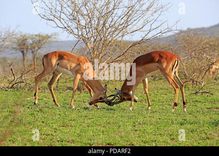 Impala, zwei junge Erwachsene Männer kämpften, Hluhluwe Umfolozi Nationalpark, KwaZulu Natal, Südafrika, Afrika, Aepyceros melampus Stockfoto