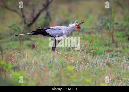 Staatssekretär Vogel, erwachsene Jagd, Hluhluwe Umfolozi Nationalpark, KwaZulu Natal, Südafrika, Afrika, Sagittarius serpentarius Stockfoto