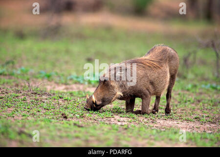 Warzenschwein, Erwachsener, Hluhluwe Umfolozi Nationalpark, Hluhluwe iMfolozi Nationalpark, KwaZulu Natal, Südafrika, Afrika, Phacochoerus aethiopicus Stockfoto