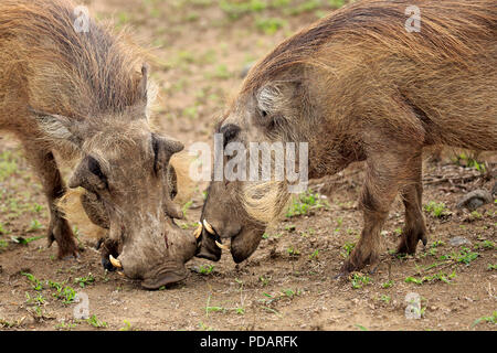 Warzenschwein, nach paar Fütterung, Hluhluwe Umfolozi Nationalpark, KwaZulu Natal, Südafrika, Afrika, Phacochoerus aethiopicus Stockfoto