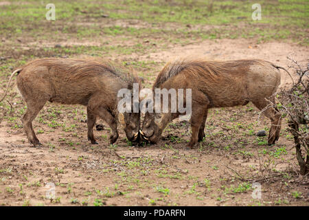 Warzenschwein, Erwachsener, Hluhluwe Umfolozi Nationalpark, Hluhluwe iMfolozi Nationalpark, KwaZulu Natal, Südafrika, Afrika, Phacochoerus aethiopicus Stockfoto