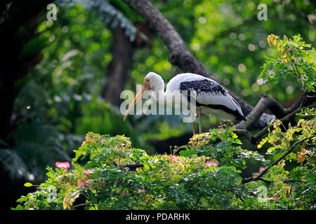 Painted Stork, Erwachsenen auf dem Baum, Singapur, Asien, Mycteria leucocephala, Stockfoto
