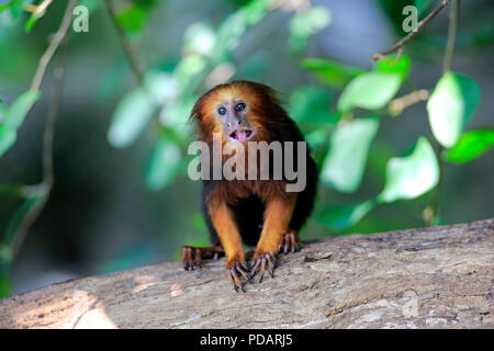 Golden Lion Tamarin, Leontopithecus Rosalia chrysomelas geleitet Stockfoto