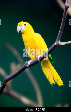 Golden Sittiche, Erwachsene auf Zweig, Südamerika, Guarouba guarouba Stockfoto