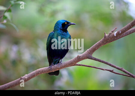 Mehr Blue Eared Glossy Starling, Erwachsenen auf dem Zweig, Afrika, Lamprotornis chalybaeus Stockfoto