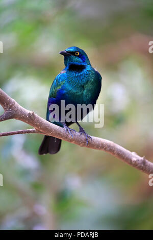 Mehr Blue Eared Glossy Starling, Erwachsenen auf dem Zweig, Afrika, Lamprotornis chalybaeus Stockfoto