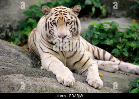 Indische Tiger weiße Form, weisse Tiger, Bengal Tiger, nach Ruhe, Indien, Asien, Panthera tigris Tigris Stockfoto