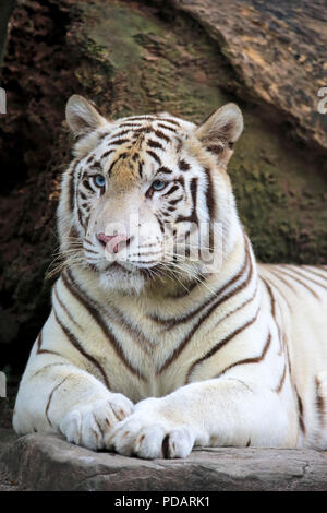 Indische Tiger weiße Form, weisse Tiger, Bengal Tiger, Erwachsene Ruhe Portrait, Indien, Asien, Panthera tigris Tigris Stockfoto