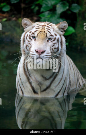 Indische Tiger weiße Form, weisse Tiger, Bengal Tiger, Erwachsene im Wasser Porträt, Indien, Asien, Panthera tigris Tigris Stockfoto