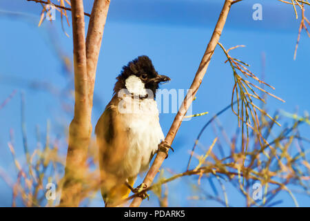 Weiß ist Bulbul Stockfoto