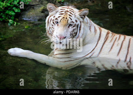 Indische Tiger weiße Form, weisse Tiger, Bengal Tiger, Erwachsene in Wasser, Indien, Asien, Panthera tigris Tigris Stockfoto