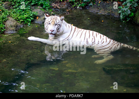 Indische Tiger weiße Form, weisse Tiger, Bengal Tiger, Erwachsene in Wasser, Indien, Asien, Panthera tigris Tigris Stockfoto