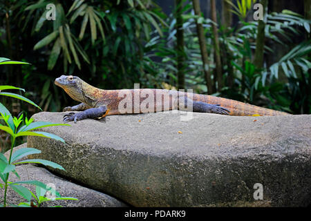 Komodo Dragon, Erwachsenen auf dem Rock, Captive, Singapur, Asien, Varanus komodoensis Stockfoto