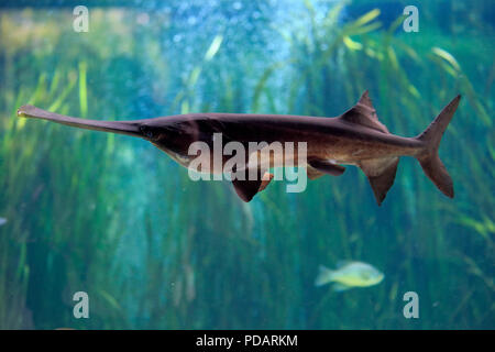 Amerikanische paddlefish, Verteilung Mississippi River, Captive, Singapur, Polyodon spathula Stockfoto