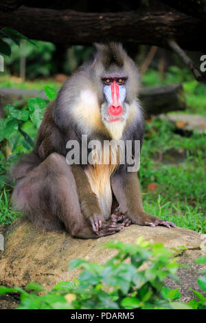 Mandrill, erwachsenen männlichen, Afrika, mandrillus Sphinx Stockfoto