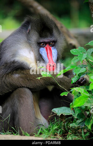 Mandrill, erwachsenen männlichen, Afrika, mandrillus Sphinx Stockfoto