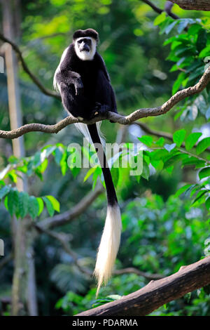 Angolanischen schwarze und weiße Stummelaffen, Erwachsenen auf dem Baum, Afrika, Colobus angolensis Stockfoto