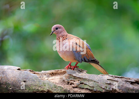 Lachende Taube, Erwachsenen auf dem Baum, Captive, Singapur, Asien, Streptopelia senegalensis Stockfoto