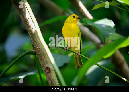 Safran Fink, erwachsene Frau am Baum, Südamerika, Sicalis flaveola Stockfoto