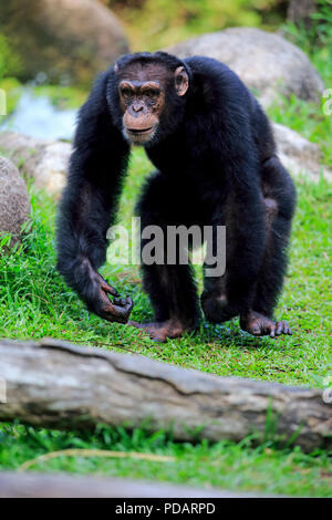 Schimpanse, erwachsenen Mann zu Fuß, Afrika, Pan troglodytes troglodytes Stockfoto