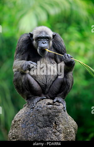 Schimpanse, männlichen Erwachsenen mit Hilfe des Werkzeugs, Fütterung, Afrika, Pan troglodytes troglodytes Stockfoto