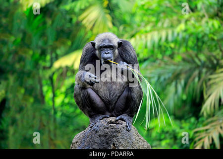 Schimpanse, erwachsene Frau mit Werkzeug, Fütterung, Afrika, Pan troglodytes troglodytes Stockfoto