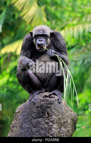 Schimpanse, erwachsene Frau mit Werkzeug, Fütterung, Afrika, Pan troglodytes troglodytes Stockfoto