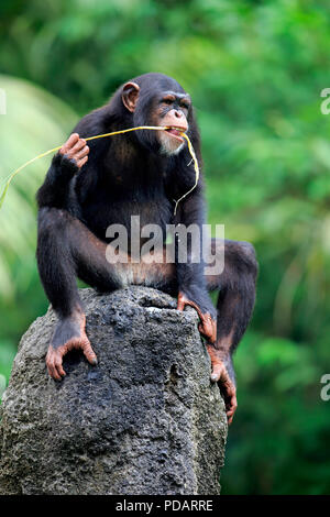 Schimpanse, männlichen Erwachsenen mit Hilfe des Werkzeugs, Fütterung, Afrika, Pan troglodytes troglodytes Stockfoto