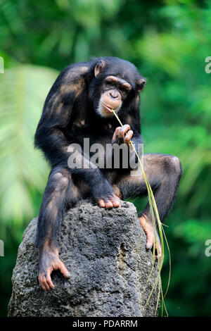 Schimpanse, männlichen Erwachsenen mit Hilfe des Werkzeugs, Fütterung, Afrika, Pan troglodytes troglodytes Stockfoto