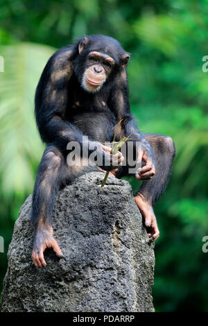 Schimpanse, erwachsene Frau mit Werkzeug, Afrika, Pan troglodytes troglodytes Stockfoto