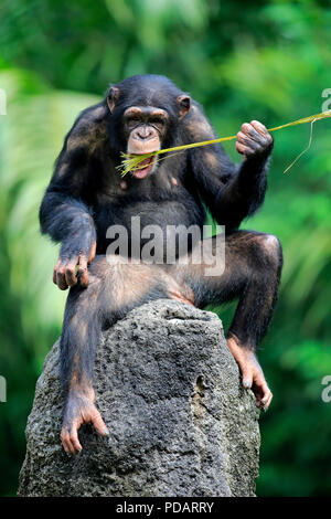 Schimpanse, erwachsene Frau mit Werkzeug, Afrika, Pan troglodytes troglodytes Stockfoto