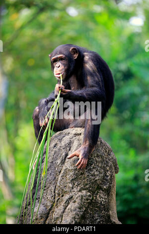 Schimpanse, erwachsene Frau mit Werkzeug, Fütterung, Afrika, Pan troglodytes troglodytes Stockfoto