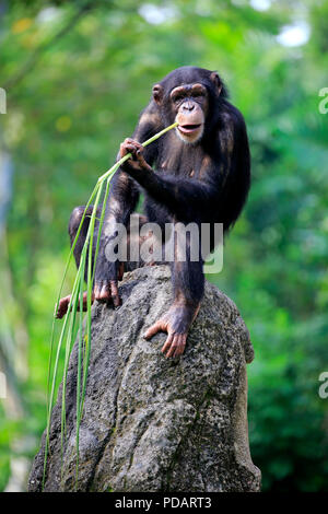 Schimpanse, erwachsene Frau mit Werkzeug, Fütterung, Afrika, Pan troglodytes troglodytes Stockfoto