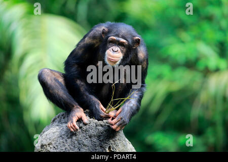 Schimpanse, erwachsene Frau mit Werkzeug, Afrika, Pan troglodytes troglodytes Stockfoto