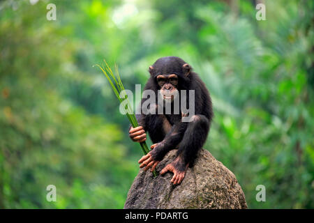 Schimpanse, Junge mit Hilfe des Werkzeugs Fütterung, Afrika, Pan troglodytes troglodytes Stockfoto