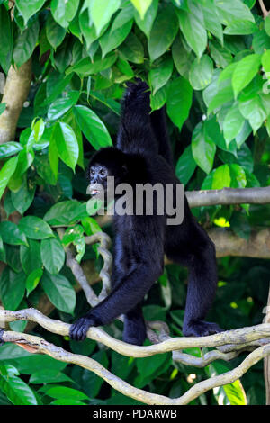 Black Spider Monkey, Erwachsenen auf Bäume zu klettern, Südamerika, Ateles paniscus Stockfoto