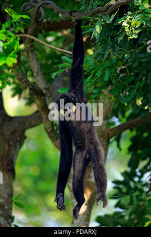Gelb ist Gibbon, erwachsenen männlichen, Asien, Nomascus gabriellae Stockfoto