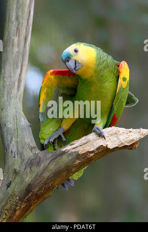 Blaue Fassade Papagei oder Blue-fronted Amazon Amazona aestiva, Iguazu National Park, Parana, Brasilien Stockfoto