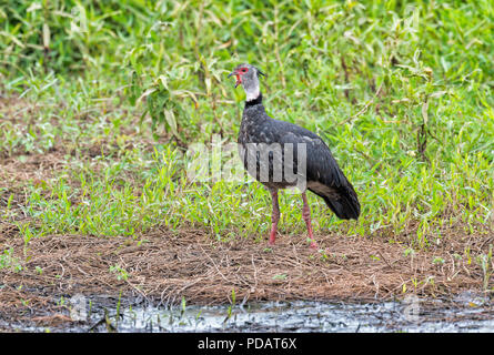 Aufruf der Südlichen Screamer Chauna torquata, Pantanal, Mato Grosso, Brasilien Stockfoto