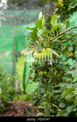 Äpfel auf dem Baum Stockfoto