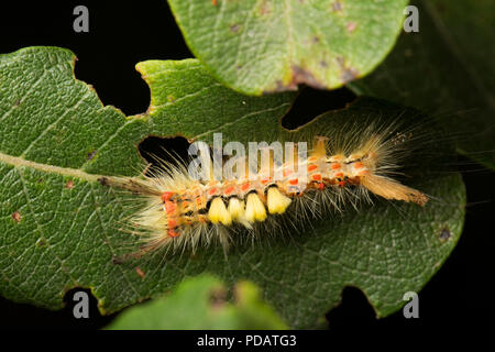 Ein Vaporer motte Caterpillar, Orgyia Antiqua, auf einem fahlen Blatt neben einem Waldweg. Dorset England UK GB Stockfoto