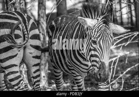 Zebra beide Weisen auf einen sonnigen Sommertag in einem Zoologischen Garten, Quebec, Kanada. Stockfoto