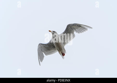 Island Möwe vorbei an Overhead in der Nähe von Baffin Island in Nunavut, Kanada Stockfoto